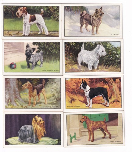 Otto carte 1936 - , cane