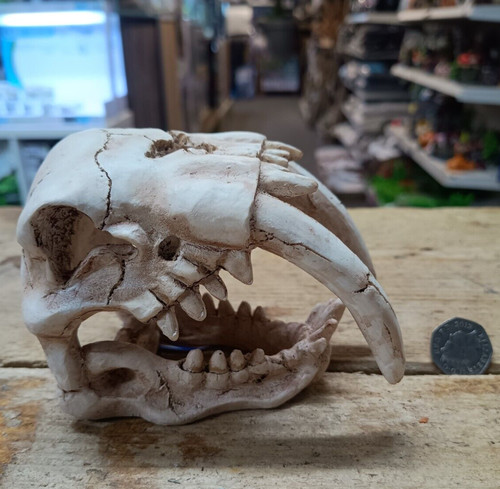 Dentente sciabola tigre - dentente, di