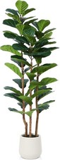 Albero di fico foglia di