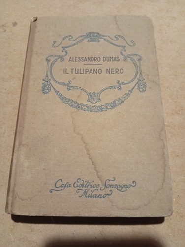Tulipano nero alessandro - tulipano,
