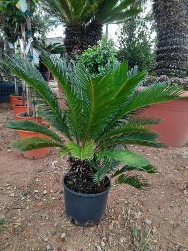 Cycas revoluta palma sago - cycas,