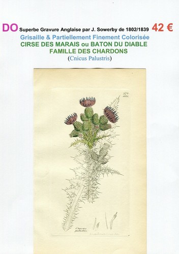 Xix chardon cirse des - chardon,