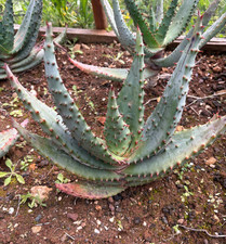 ALOE MARLOTHII - PIANTA DA