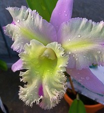 Cattleya mystic lady ibrido - mystic,