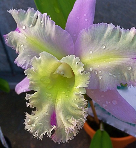 Cattleya mystic lady - lady, ibrido