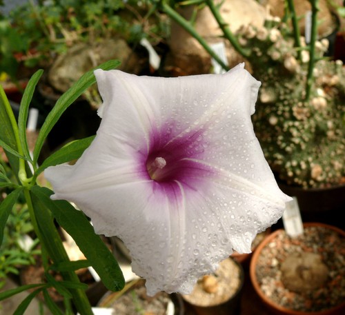 Ipomoea welwitschii