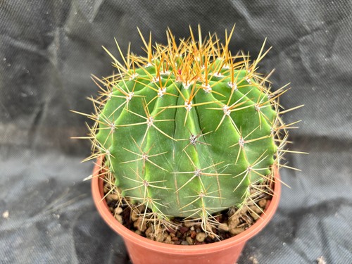 Ferocactus schwarzii - ferocactus, il
