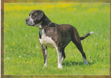Bandog   Postcard  #  1