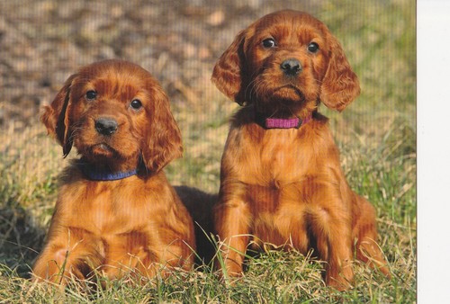 Setter cartolina - setter,
