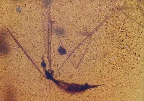 Limoniinae dettagliata mosca - limoniinae,