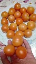 POMODORO INVERNALE,GIALLO,RESISTENTE FREDDO,RARO,SAPORITO