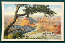 V1 ARIZONA Old Postcard Desert
