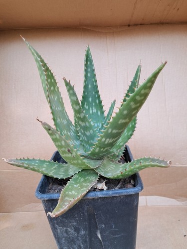 Aloe saponaria diam - saponaria-, diam.