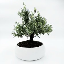 My Little Bonsai - Bonsai Di Rosmarino In Ciotola Bassa Bianca In Ceramica