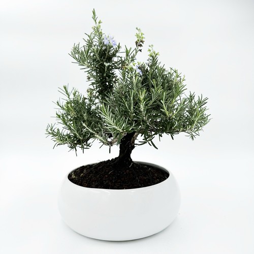 Little bonsai di - my,