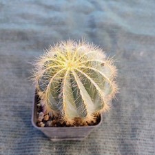 Notocactus magnificus  cactus