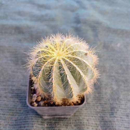 Notocactus magnificus cactus - ,