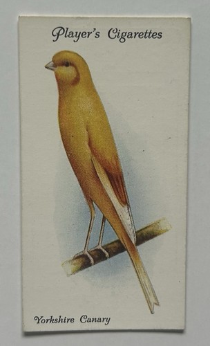 Giocatore aviaria uccellini - aviaria, n