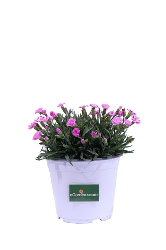 Pianta vera garofano rosa - vera,