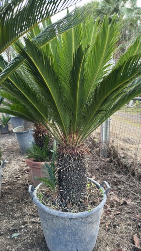 Esemplare cycas revoluta h - revoluta,