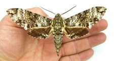 Manduca Schausi Hawk Moth SET
