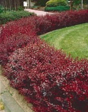 Berberis thunbergii