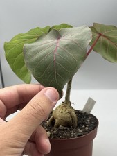 Ficus petiolaris  succulenta