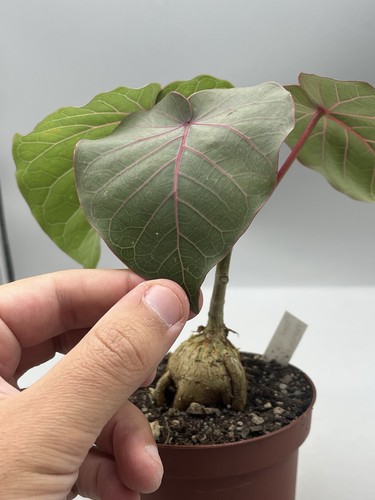 Ficus petiolaris succulenta - petiolaris,