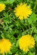 200 Semi Tarassaco Taraxacum