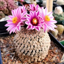 Turbinicarpus valdezianus 10 - turbinicarpus,