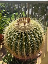 Echinocactus Grusonii (Cuscino della Suocera) - circonferenza 130cm