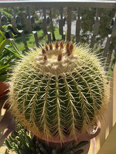 Echinocactus grusonii cuscino - echinocactus,