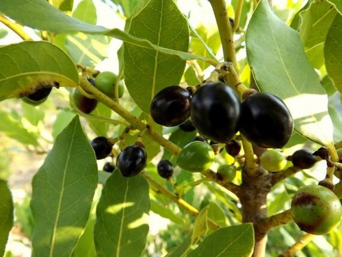 Semi alloro laurus - di, "laurus