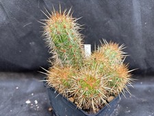 Echinocereus berthelowanus - echinocereus,