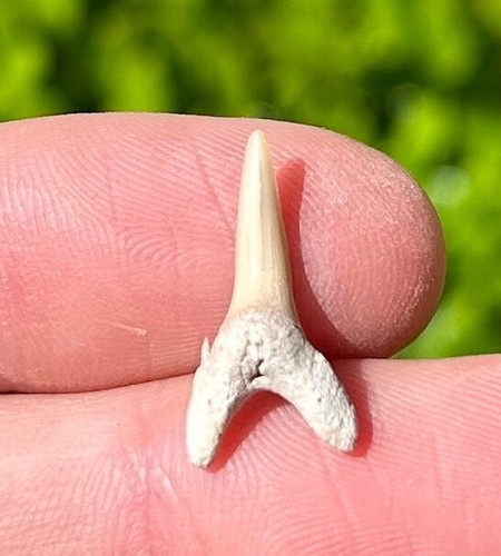 Dente squalo fossile - dente, di