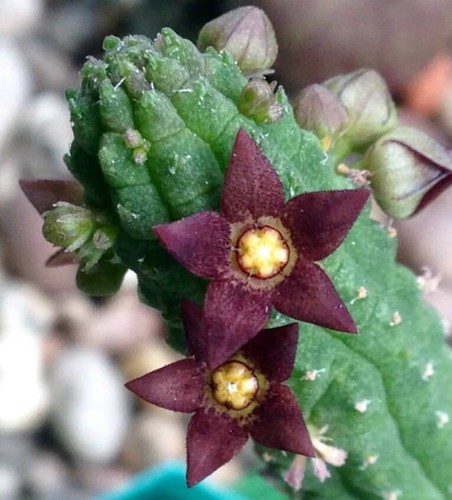 Talea senza radici - senza, echidnopsis