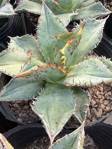 Raro cactus agave - raro,