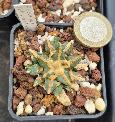 Ariocarpus retusus - , x
