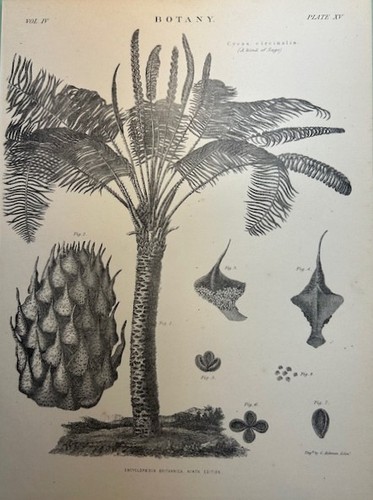 Stampa botanica 1875 cycas - stampa, "cycas