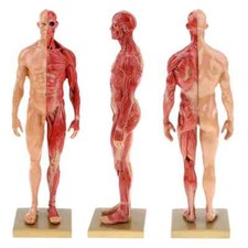 Modello scheletro muscolare