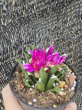 9.5CM pot Ariocarpus agavoides