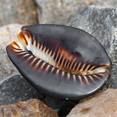 Conchiglia tartaruga rara