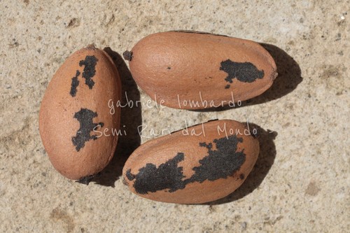 Pino coulter pinus - di,