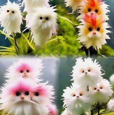 Semi orchidea gatto mix - di,