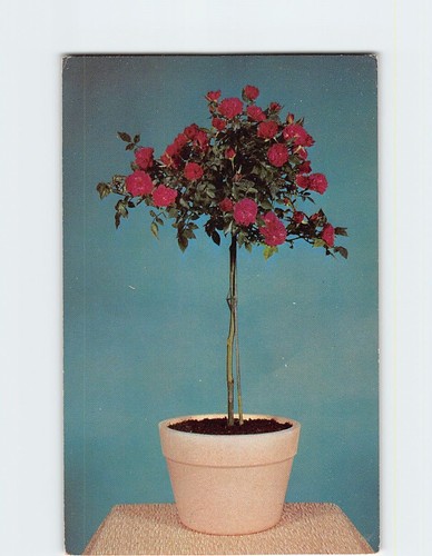 Cartolina miniatura albero - miniatura,