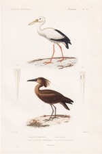 Scopus Umbretta Storch Stork Uccello Incisione In Acciaio Cuvier 1817