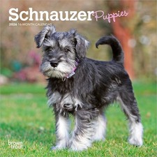 Schnauzer Puppies | 2026 7x14"