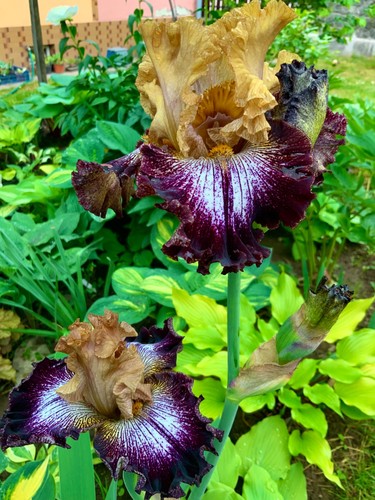 Iris barbuta alta rumore - iris, di