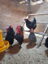 12 UOVA FECONDE DI MARANS