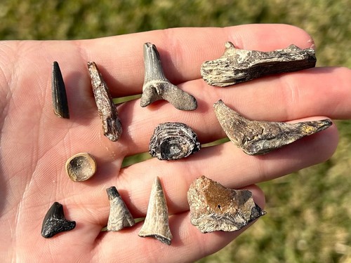 Lotto fossili vertebrati
